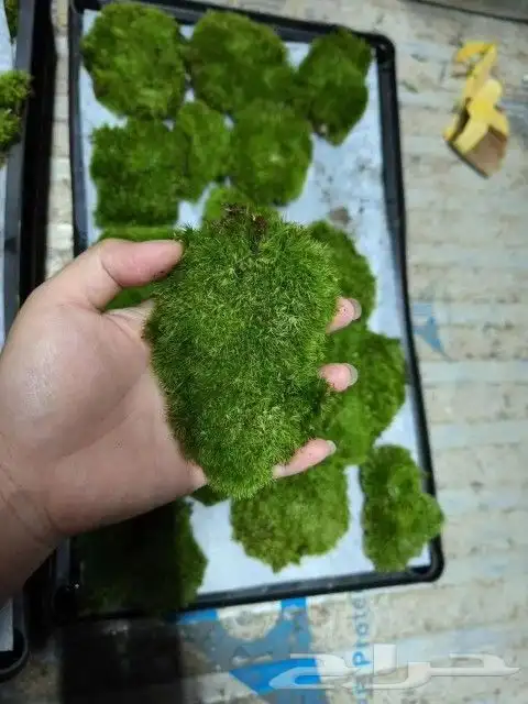 نبات الموس طحالب الوسادة 6