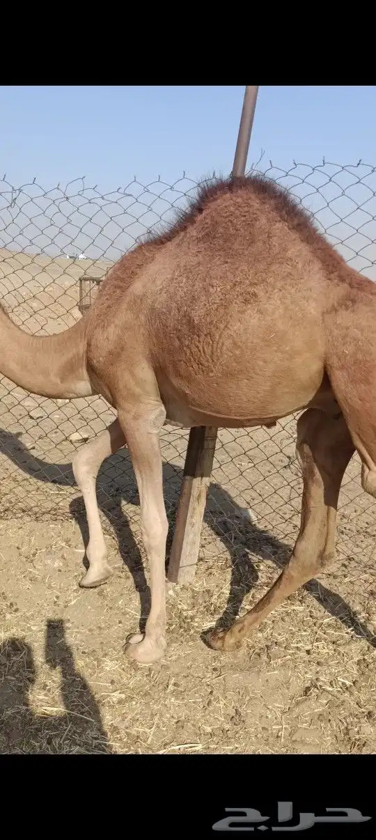 قعدان العدد2 فل شحم علا شعير وبرسيم 3