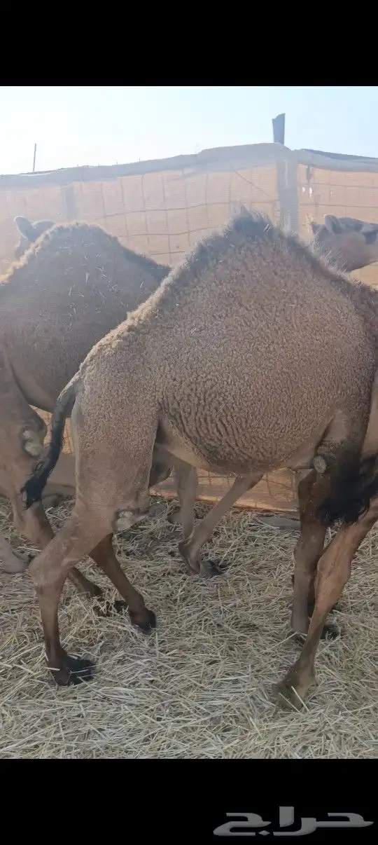 قعدان العدد2 فل شحم علا شعير وبرسيم 2