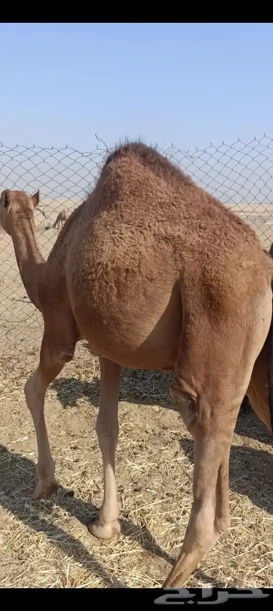 قعدان العدد2 فل شحم علا شعير وبرسيم 0