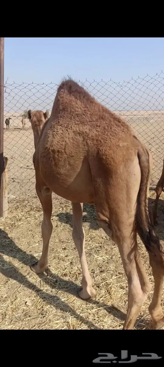 قعدان العدد2 فل شحم علا شعير وبرسيم 1