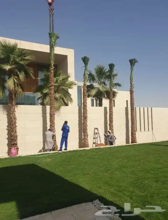 زراعت نخيل واشنطن ونخل عربي 2