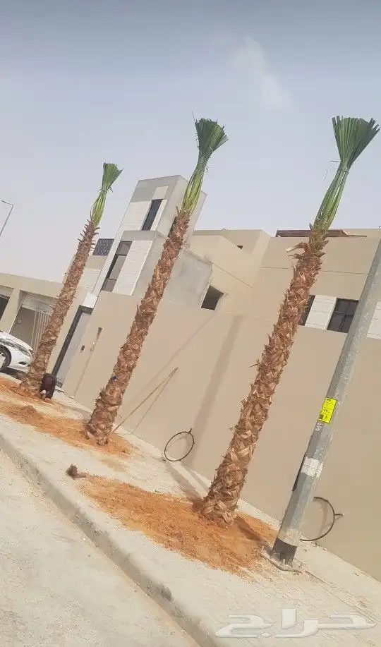 زراعت نخيل واشنطن ونخل عربي 3