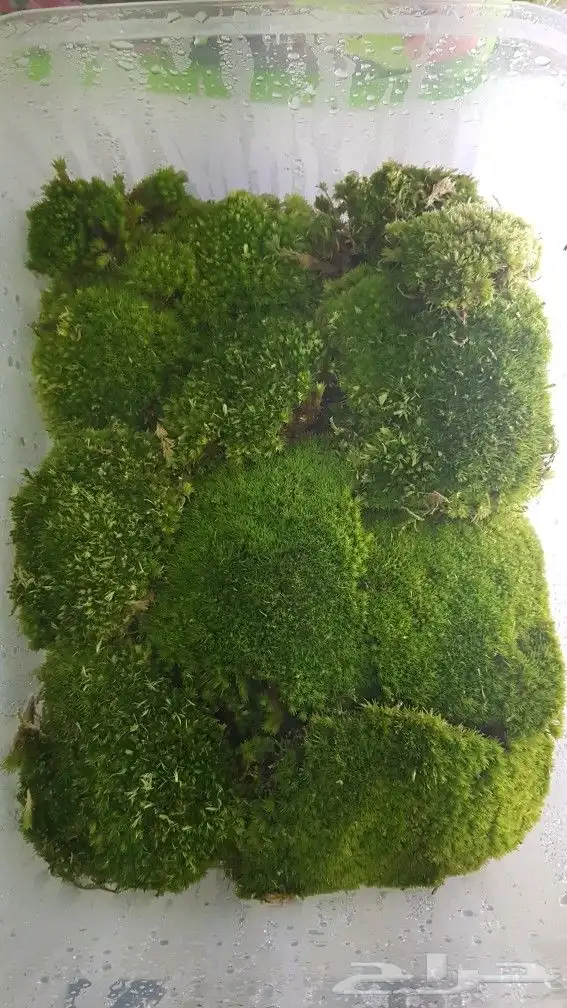 نبات الموس طحالب الوسادة 0