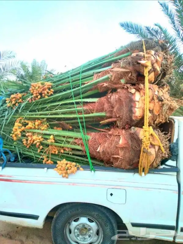 يوجد لدينا نخيل مثمر جميع الانواع وجميع المقسات 0