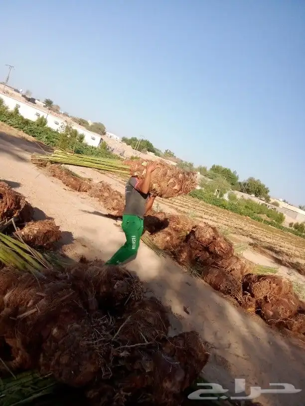 ابو عبدالله لتوريد جميع انواع النخيل وتنسيق الحدائق 3