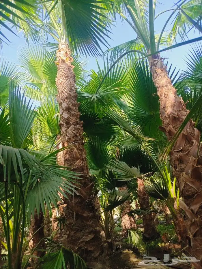 نخل وشنطني 1