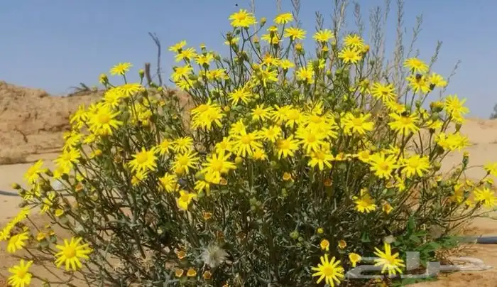 بذور جرجارنضيف 0