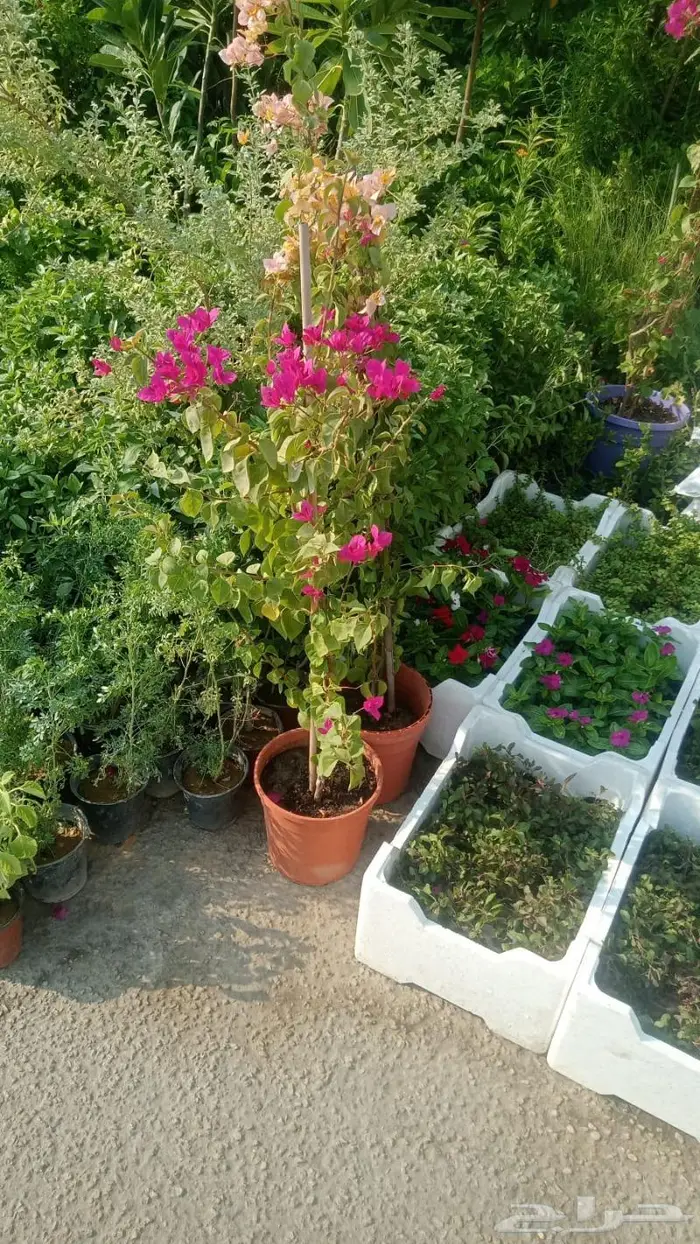 مشاتل بستان الجوري الزراعية تنسيق حدائق و لاندسكيب 13