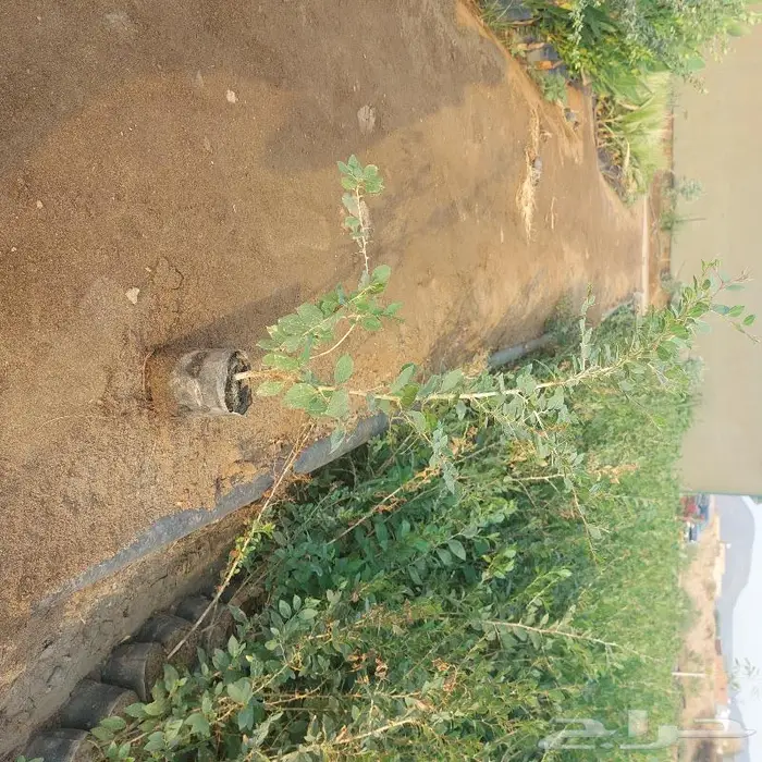 سدر بلدي 1