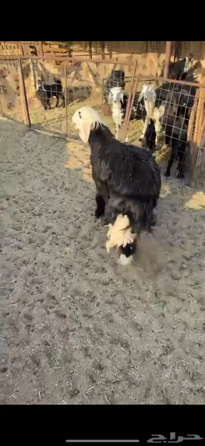 يوجد ذبايح لدينا جميع الذبايح متوفره ويوجد توصيل وحجز 7