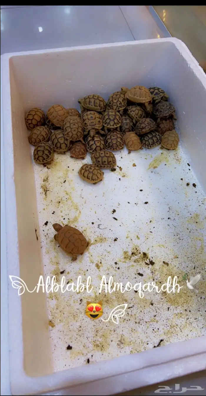 سلاحف برية يونانية 0