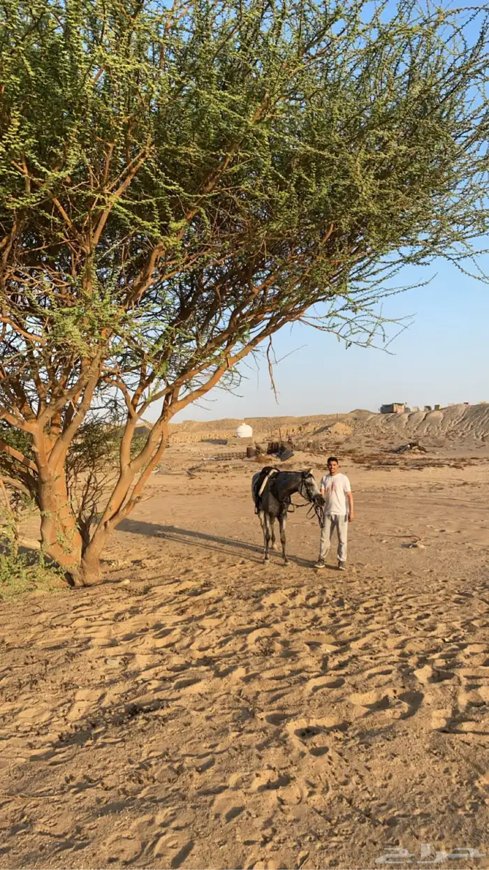 اسطبل الغروي 4