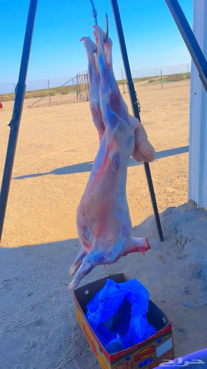 شيف مشويات خارجيه مشاوي خارجيه شواء 11