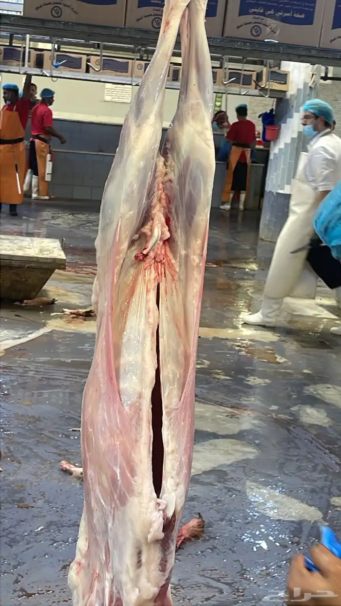 بيع خرفان متوفر تقسيط تابي وتمارا 2