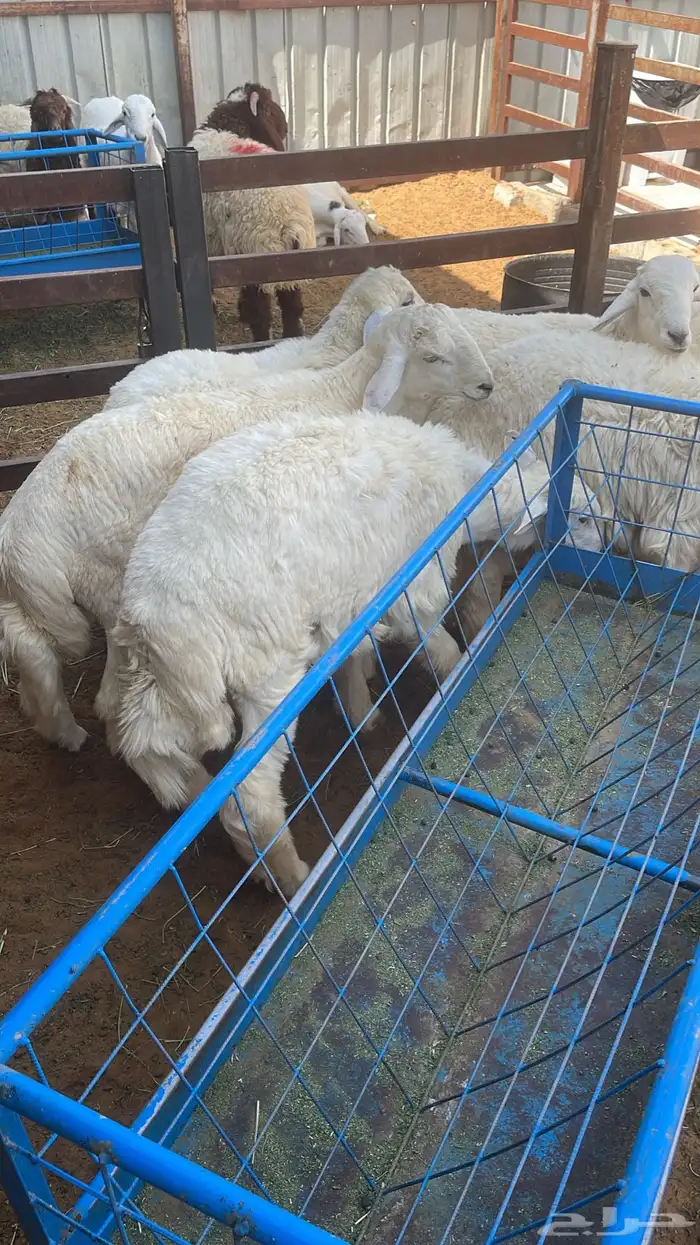 بيع خرفان متوفر تقسيط تابي وتمارا 7