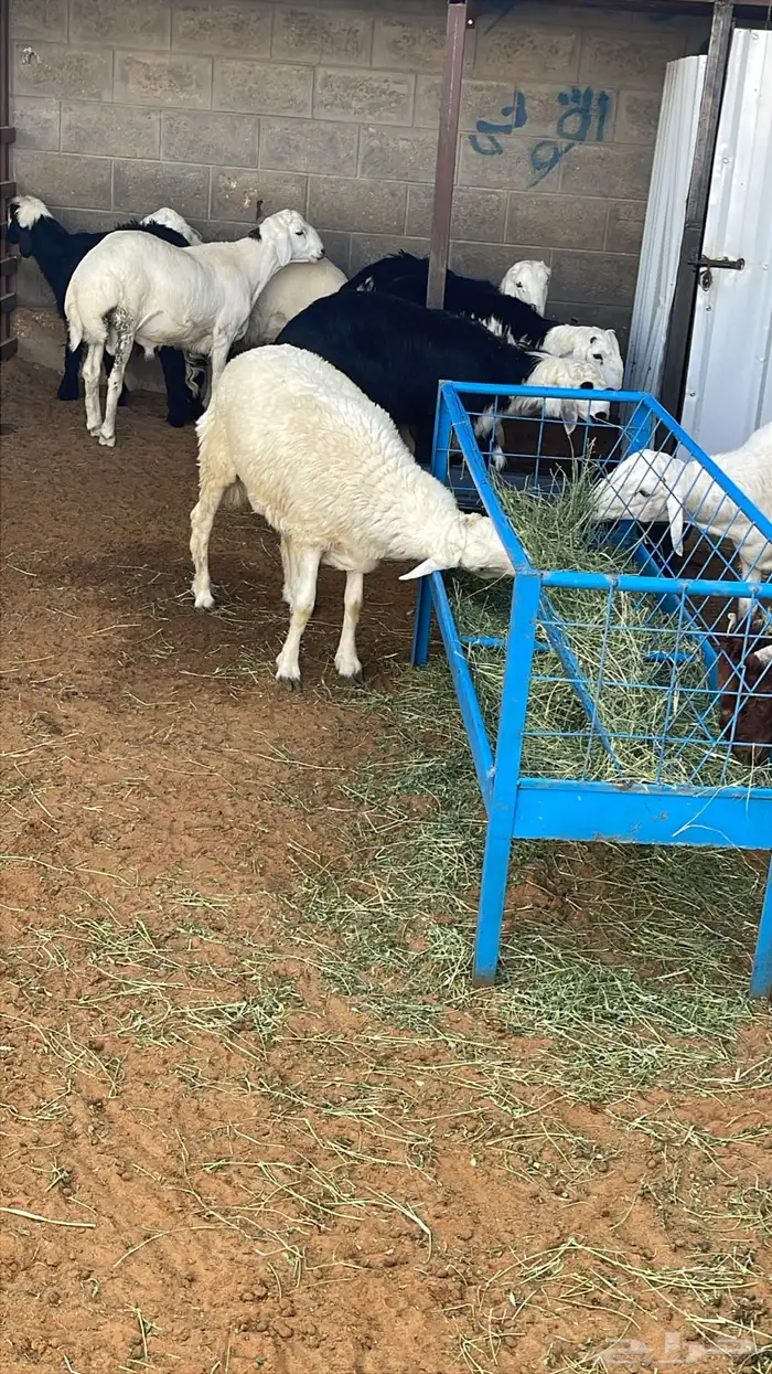 بيع خرفان متوفر تقسيط تابي وتمارا 0