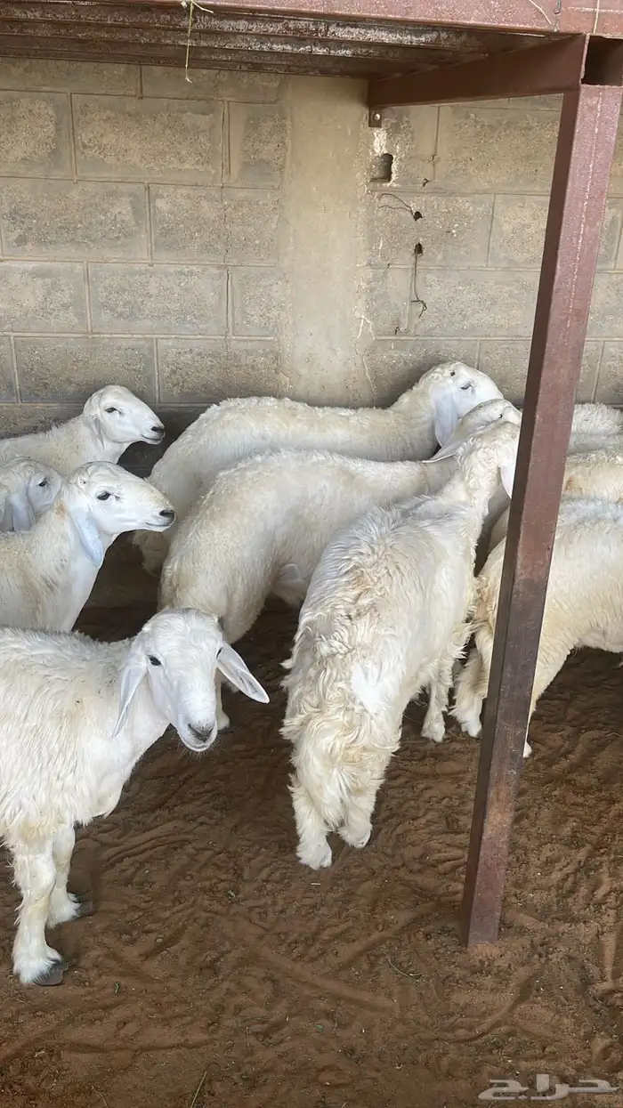 بيع خرفان متوفر تقسيط تابي وتمارا 8
