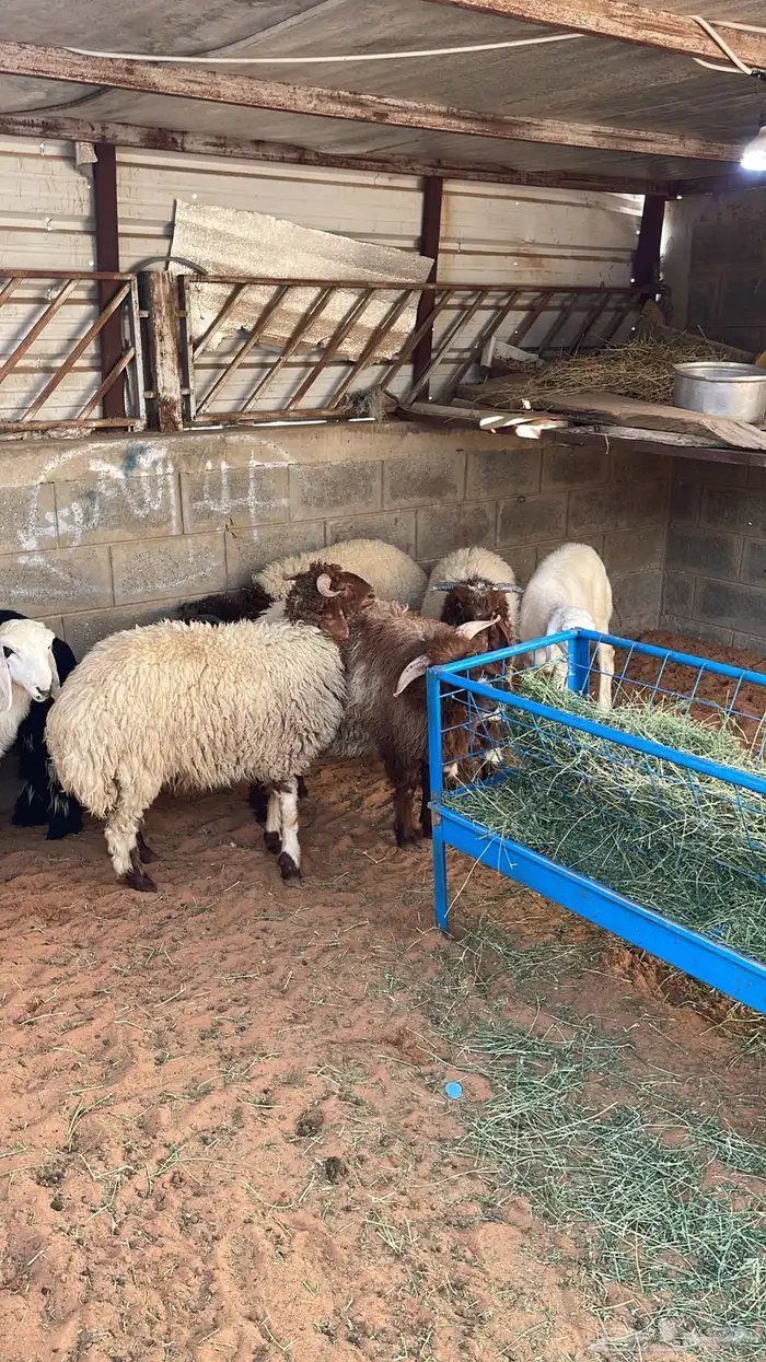 بيع خرفان متوفر تقسيط تابي وتمارا 10