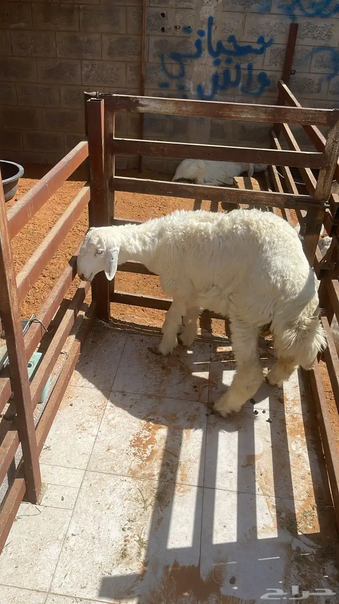 بيع خرفان متوفر تقسيط تابي وتمارا 3