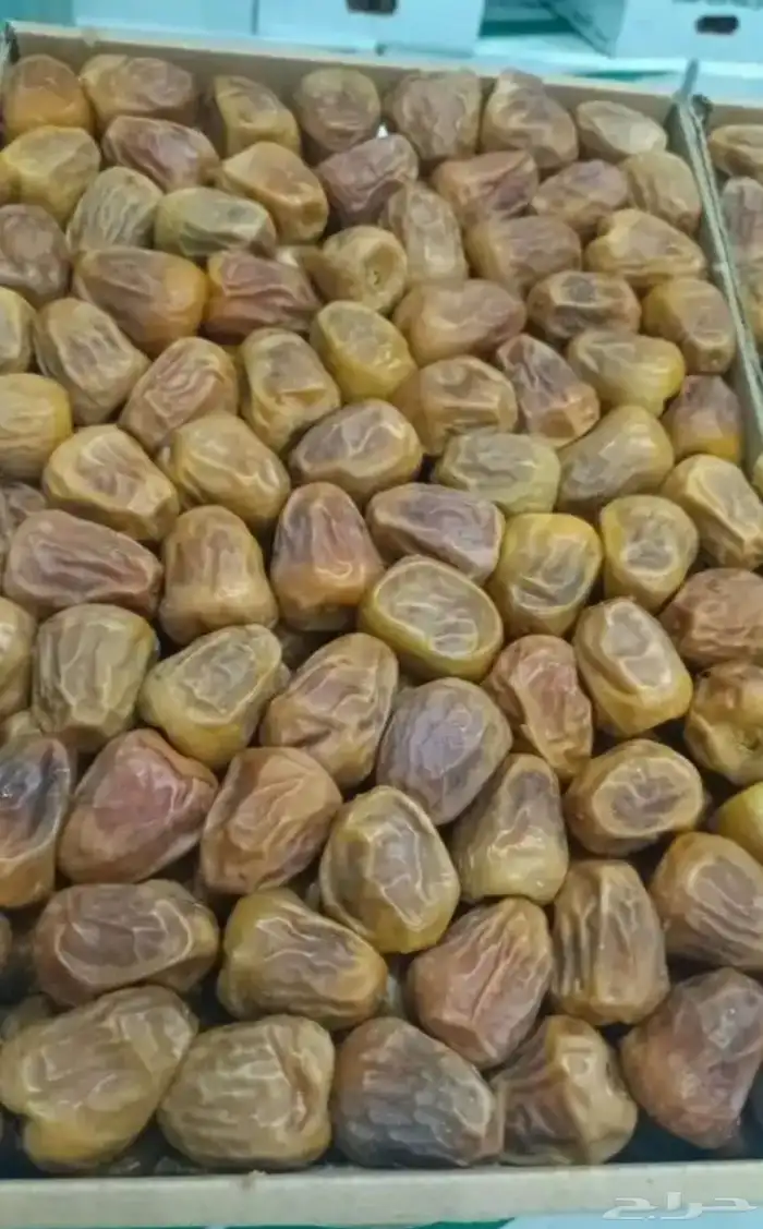 تمر سكري مفتل رطب شريط مربع افطار كميات 0