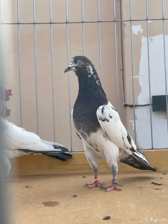 للبيع جوز تيدي صافي 0