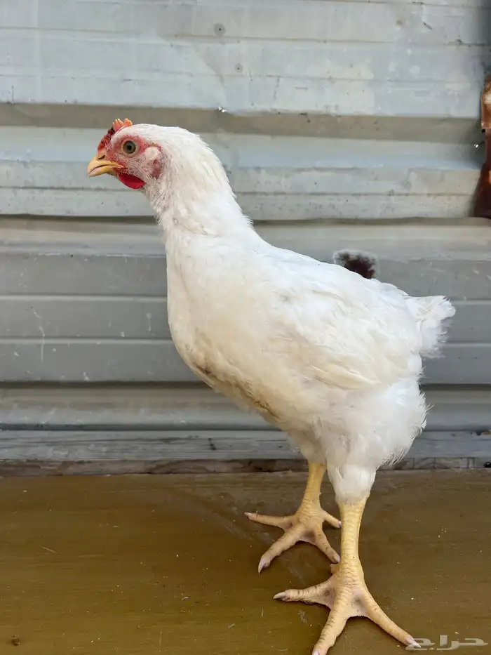 دجاج لاحم بسعر 13.50 ريال. 2