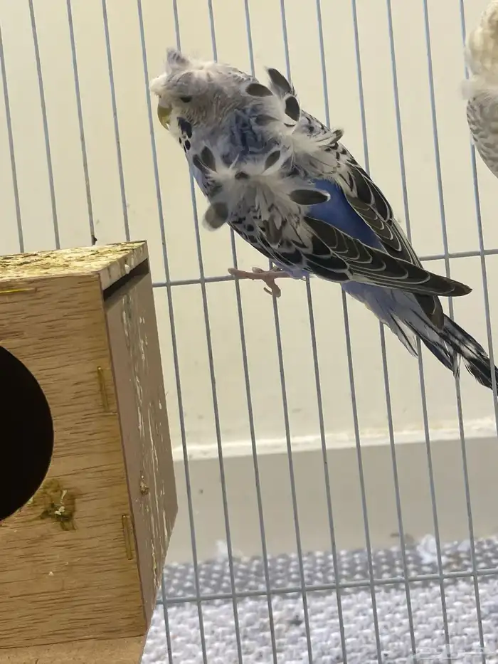 باجي هوقو طيور حب لاسوينج تم البيع 2