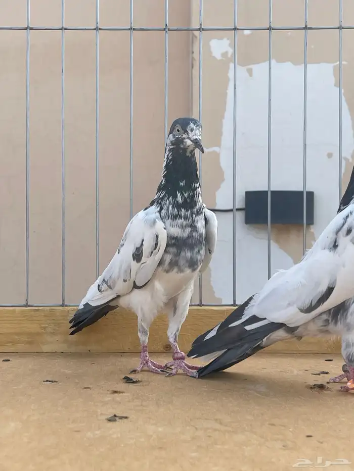 للبيع جوز تيدي صافي 3