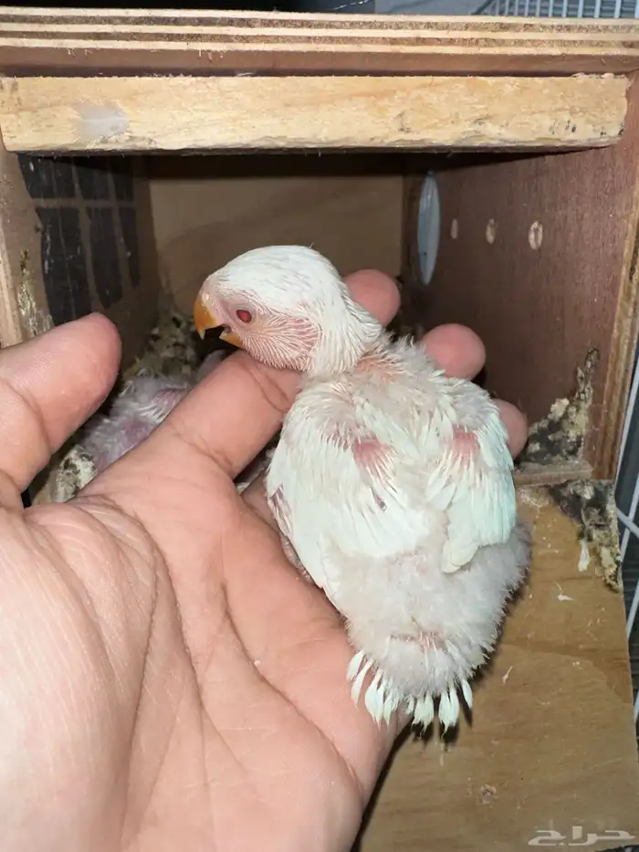 تم البيع فروخ روز البينو غر 2