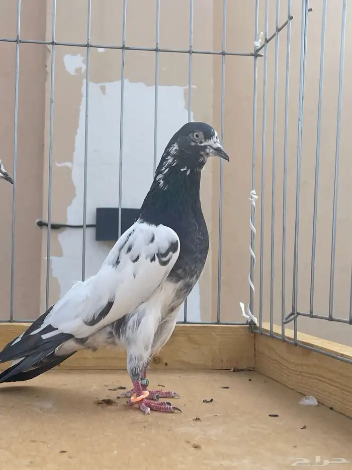 للبيع جوز تيدي صافي 1