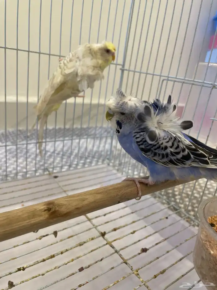 باجي هوقو طيور حب لاسوينج تم البيع 3