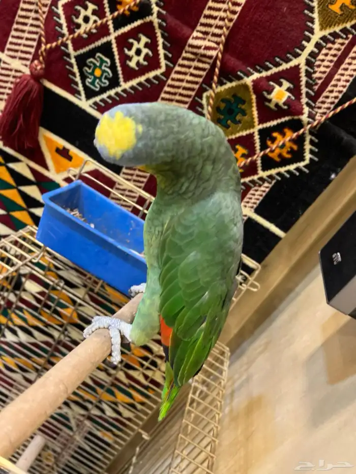 ببغاء امزوني أليف جدا يطلع على يد متكلم صحه و نظافه شرط 2