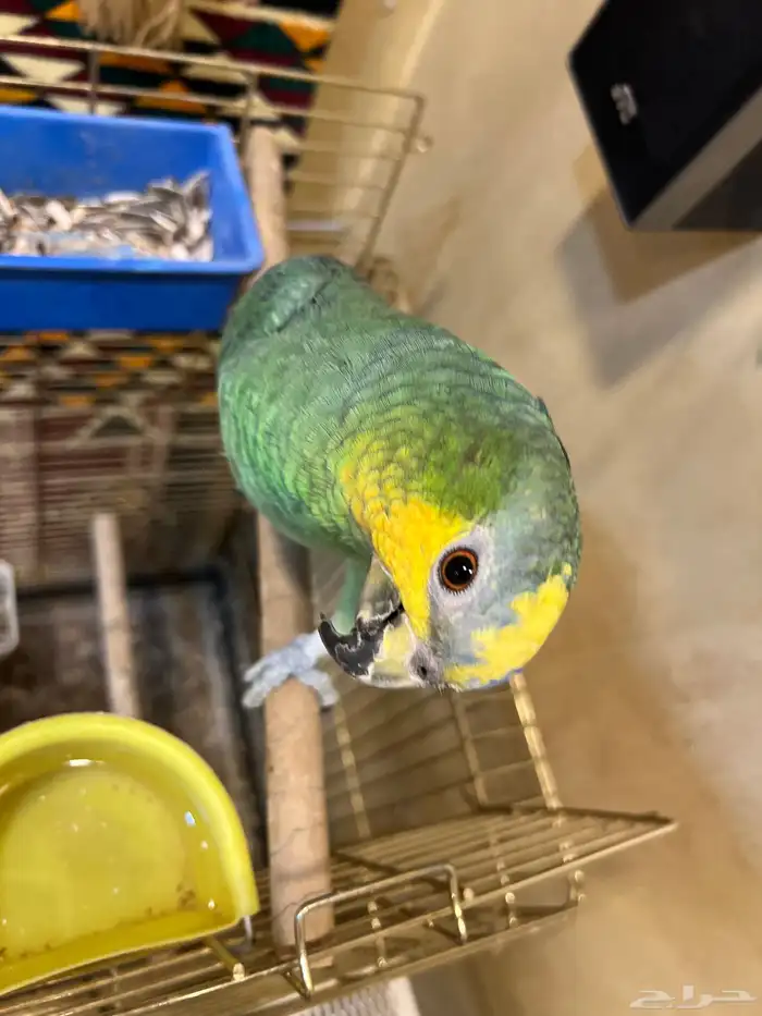ببغاء امزوني أليف جدا يطلع على يد متكلم صحه و نظافه شرط 4