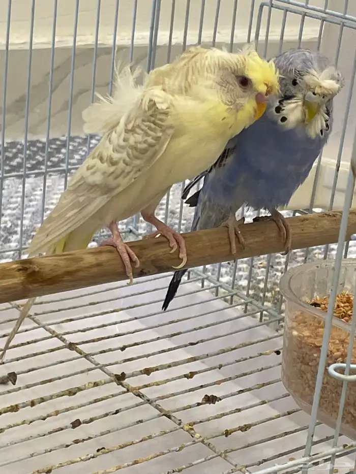 باجي هوقو طيور حب لاسوينج تم البيع 0