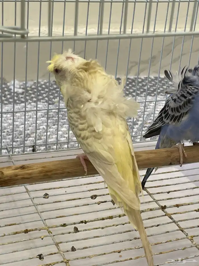 باجي هوقو طيور حب لاسوينج تم البيع 1