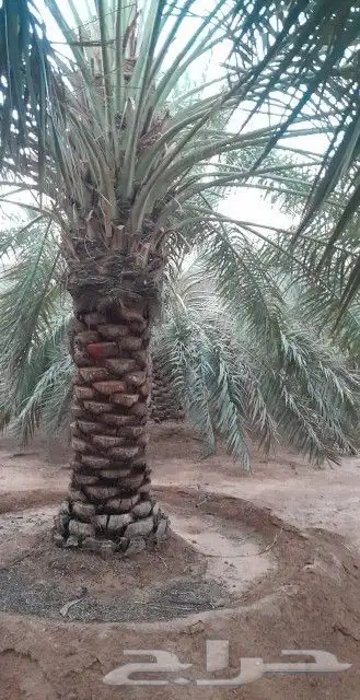 نخل طويل للبيع جثايث نقايل 1