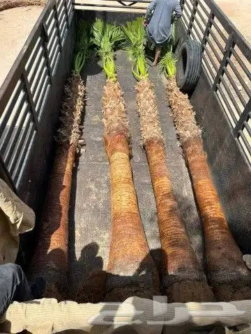 واشنطن للبيع نخل درجه اولى ونخل عربي 8