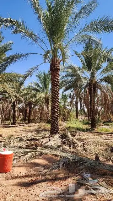 نخل طويل للبيع جثايث نقايل 4