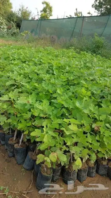 العنوان ابو عريش 1