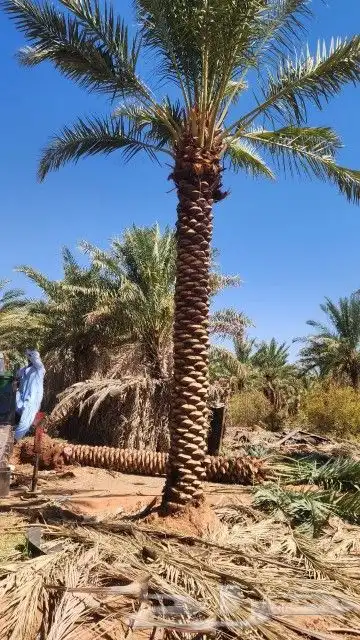 نخل طويل للبيع جثايث نقايل 2