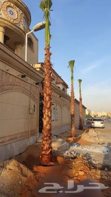 واشنطن للبيع نخل درجه اولى ونخل عربي 2