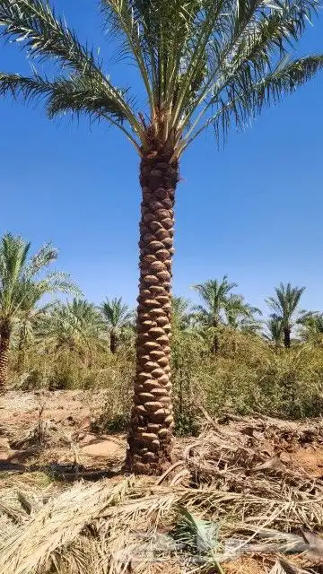 نخل طويل للبيع جثايث نقايل 3
