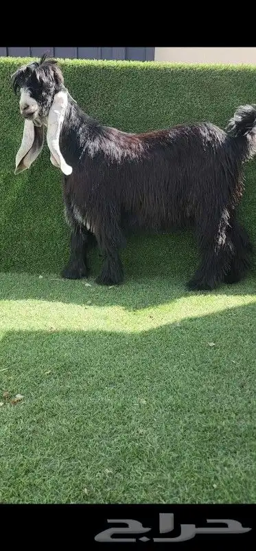 جذع عارضي خصم معرف 1