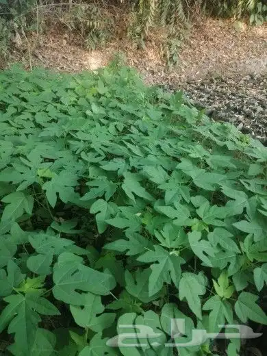 العنوان ابو عريش 3