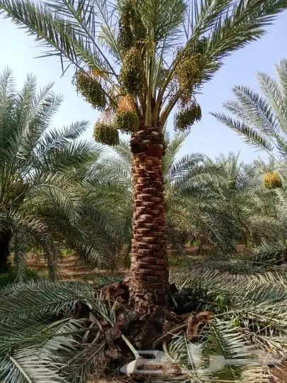 واشنطن للبيع نخل درجه اولى ونخل عربي 5