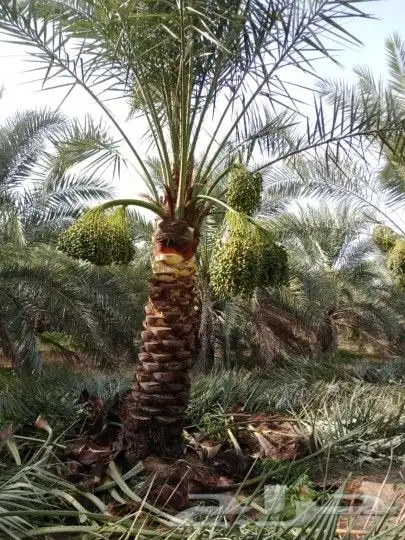 واشنطن للبيع نخل درجه اولى ونخل عربي 6