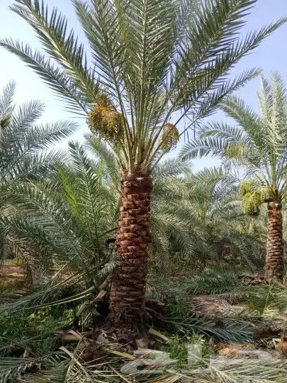 واشنطن للبيع نخل درجه اولى ونخل عربي 9