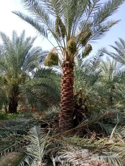 واشنطن للبيع نخل درجه اولى ونخل عربي 0