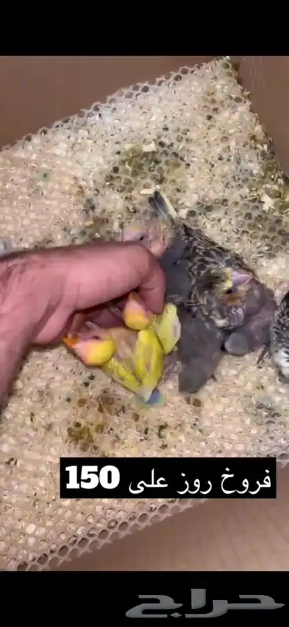 فروخ روز غر 3